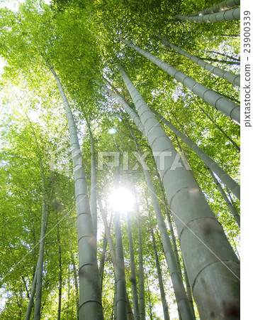 The bamboo grove in the bamboo grove 23900339