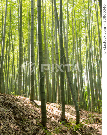  Bamboo grove 23900340
