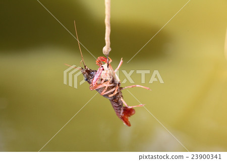 Crayfish fishing 23900341