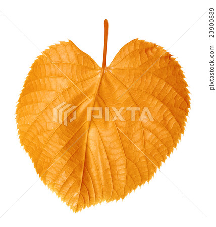 Autumnal linden-tree leaf 23900889