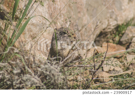 Uinta Ground Squirrel eating Uinta Ground Squirrel eating 23900917