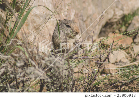 Uinta Ground Squirrel eating grass 23900918