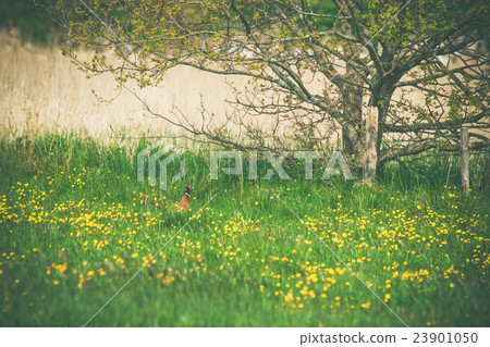 Pheasant on a meadow in the summer 23901050