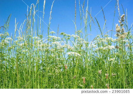 Cow parsley flowers in rural surroundings Cow parsley flowers in rural surroundings 23901085