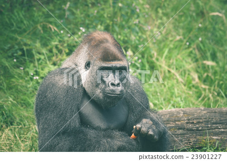 Cute gorilla eating a carrot 23901227
