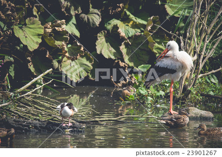 Stork and ducks in a pond Stork and ducks in a pond 23901267