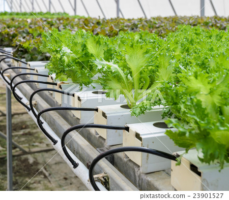 Leaf lettuce vegetables plantation Leaf lettuce vegetables plantation 23901527