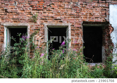 flowers on ruins flowers on ruins 23901708