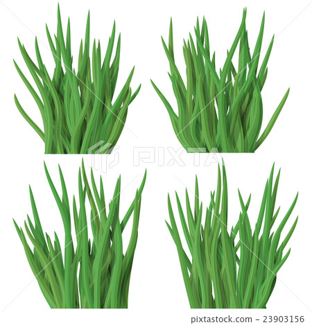 Set of grass tussock isolated on white background 23903156