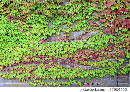 Vineyard wall background Vineyard wall background 23904390