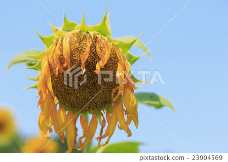 Sunflowering sunflower Sunflowering sunflower 23904569