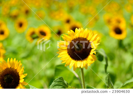 世博會紀念公園向日葵節日19 2016年 世博會紀念公園向日葵節日19 2016年 23904630