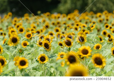Expo Memorial Park Sunflower Festa 41 2016 Expo Memorial Park Sunflower Festa 41 2016 23904652