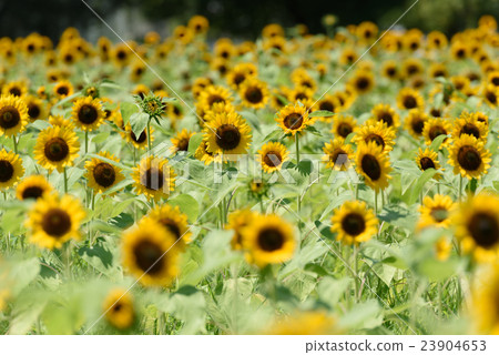 Expo Memorial Park Sunflower Festa 42 2016 Expo Memorial Park Sunflower Festa 42 2016 23904653