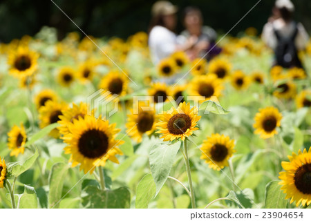 Expo Memorial Park Sunflower Festa 43 2016 Expo Memorial Park Sunflower Festa 43 2016 23904654