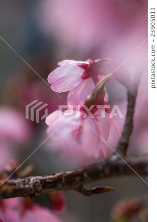 Cherry Blossom	 23905011