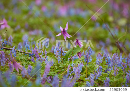 Katakuri盛開在水中 23905069