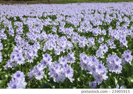 A group of water hyacinth A group of water hyacinth 23905915