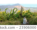 Diamond head cat 23906000