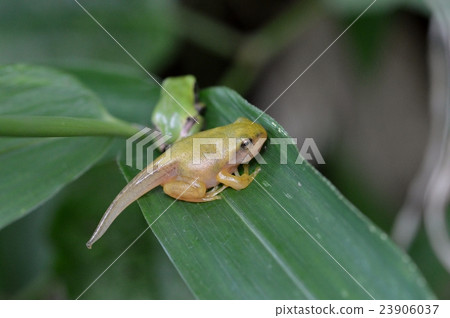 Frog larva 23906037