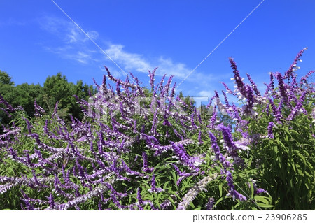 Lavender Sage (Salvia Indigo Spire) Lavender Sage (Salvia Indigo Spire) 23906285