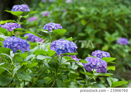 Hydrangea 23906760