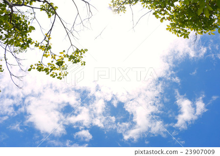 Sky and treetop background under the  afternoon 23907009