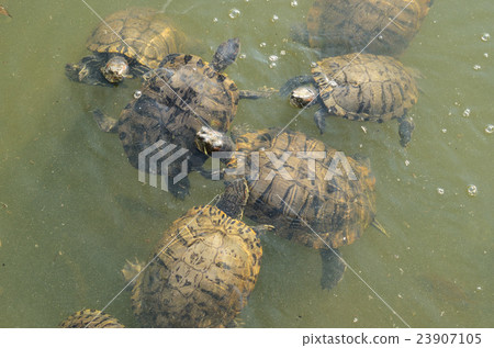 Mississippi Pond slider Mississippi Pond slider 23907105