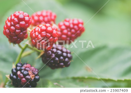 漿果 漿果 23907409