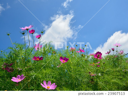 波斯菊開花有藍天背景 波斯菊開花有藍天背景 23907513