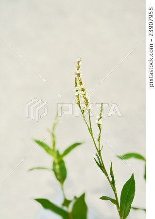 Indigo flower 23907958