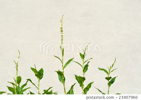 Indigo flower Indigo flower 23907960
