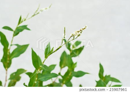 Indigo flower Indigo flower 23907961