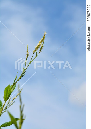 Indigo flower 23907962