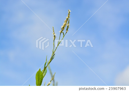 Indigo flower 23907963