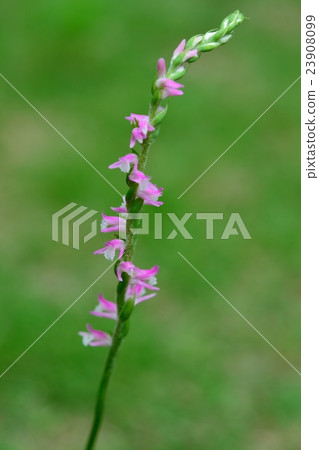 螺絲香蕉 23908099