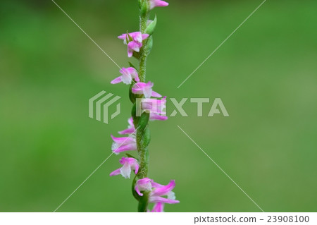 螺絲香蕉 23908100