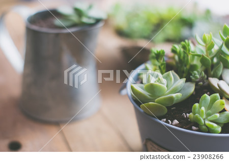 Planting succulent plants 23908266
