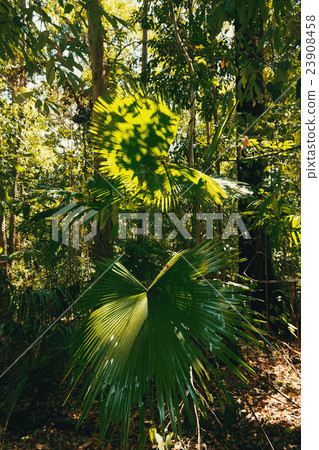 palm leaf in Tangkoko rain forest Indonesia palm leaf in Tangkoko rain forest Indonesia 23908458