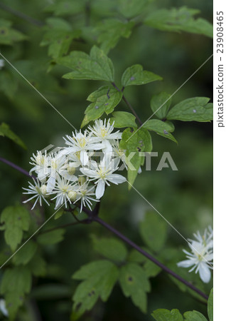 Button crane 23908465