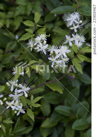 Button crane 23908467