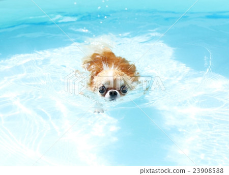 Pool play Chihuahua 23908588