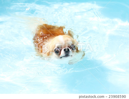 Pool play Chihuahua 23908590