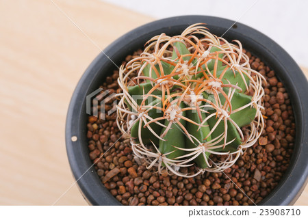 cactus in the pot, desert plant 23908710