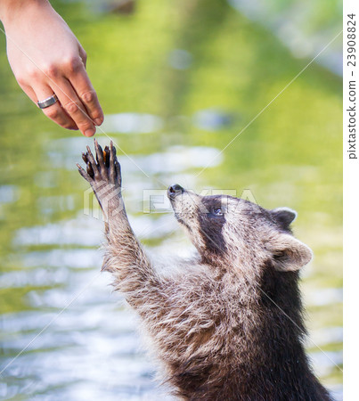 Racoon begging for food 23908824
