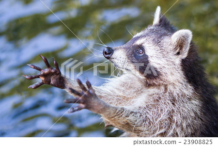 Racoon begging for food Racoon begging for food 23908825