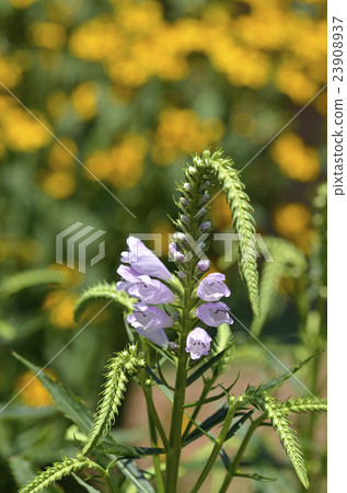 Hanatraneo（花虎尾巴） 23908937