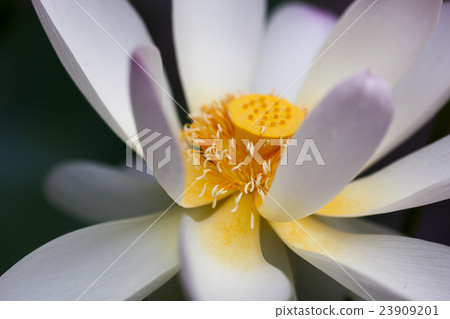 一朵蓮花 23909201