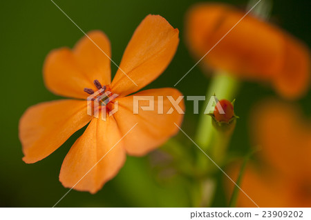 人參（Fusidium ginseng） 23909202