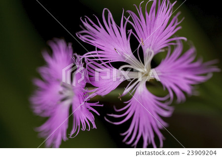 Kawaranadeshiko 23909204